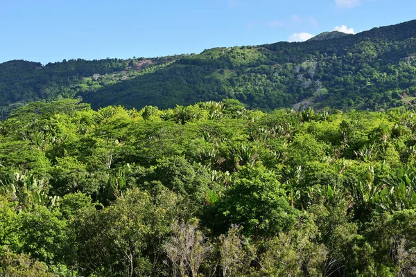 Vackert Landskap Mauritius Tropisk Regnskog Och Gröna Kullar Utsikt Uppifrån — Stockfoto