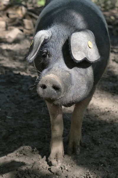 Die Cinta Senese Sehr Alte Toskanische Schweinezucht Cinta Bedeutet Gürtel — Stockfoto