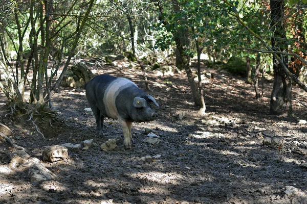 Cinta Senese Très Ancienne Race Toscane Porc Cinta Signifie Ceinture — Photo