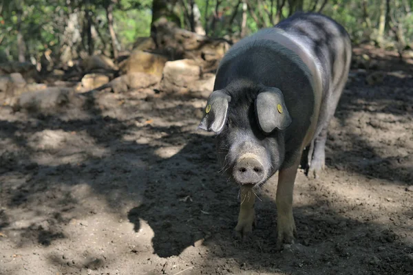 Cinta Senese Very Ancient Tuscan Breed Pig Cinta Means Belt — Stock Photo, Image