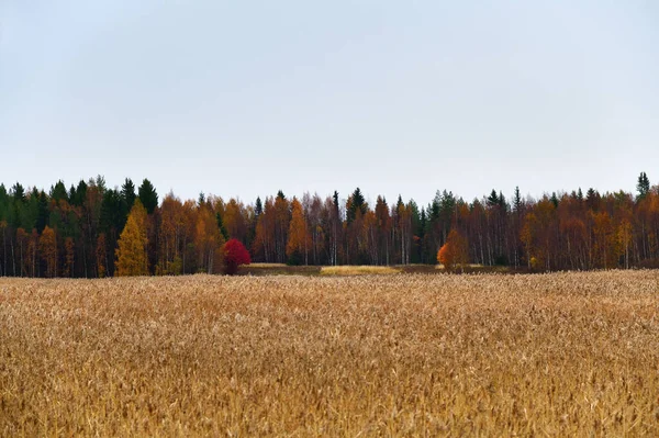 Bella Foresta Autunnale Sulla Riva Del Mar Bianco Golfo Onega — Foto Stock