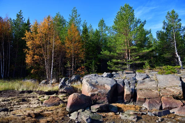 Hermoso Bosque Otoño Orilla Del Mar Blanco Golfo Onega Karelia —  Fotos de Stock