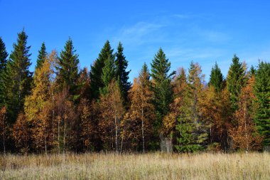 Beyaz Deniz kıyısında güzel bir sonbahar ormanı. Onega Körfezi, Karelia, Rusya. 
