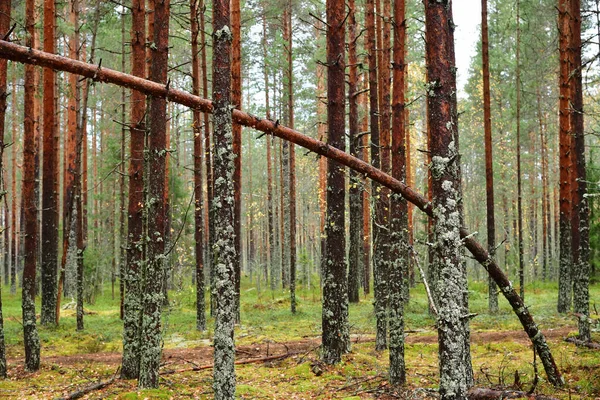 Krásný Podzimní Borový Les Během Deště Karelia Rusko — Stock fotografie