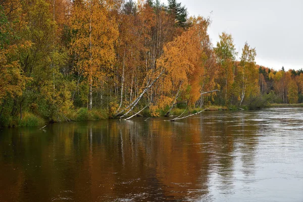 Gyönyörű Őszi Táj Színes Erdőkkel Niva Folyóval Karéliai Köztársaságban Oroszországban — Stock Fotó