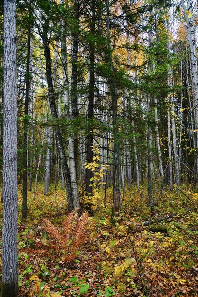Hermoso Bosque Otoño República Karelia Rusia — Foto de Stock