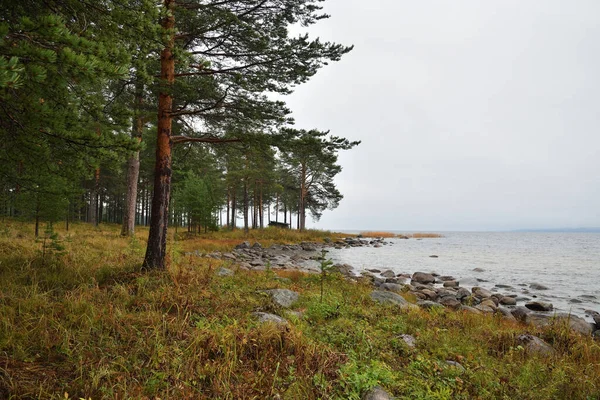 Krásná Podzimní Krajina Borovicemi Břehu Jezera Onega Karelijské Republice Medvezhyegorsk — Stock fotografie