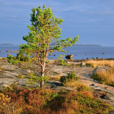 Günbatımında Beyaz Deniz kıyısında güzel bir sonbahar manzarası. Çam ağacı. Onega Körfezi, Karelia, Rusya. 