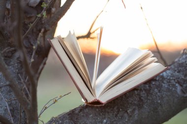Eğitim ve bilgelik kavramı - açık havada gün ışığı altında kitap