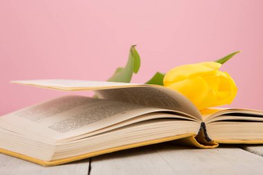 arka plan pink eğitim ve kavram - çiçek, Açık kitap okuma