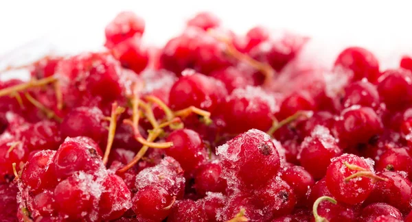Frozen Berries Red Currant Macro — Stock Photo, Image