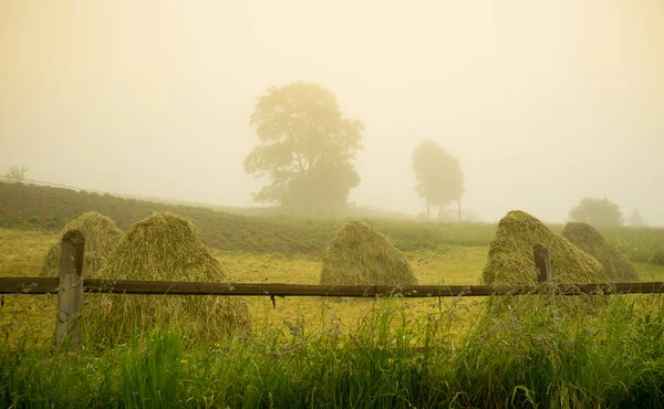 Beautiful Morning Countryside Meadow Trees Fog — Stock Photo, Image