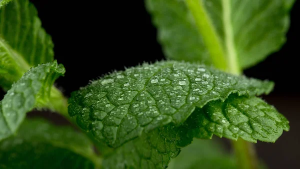 Vue Macro Des Feuilles Menthe Fraîche Isolées Sur Noir — Photo