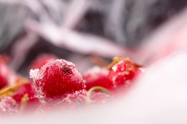 Mražené Bobule Červený Rybíz Makro — Stock fotografie