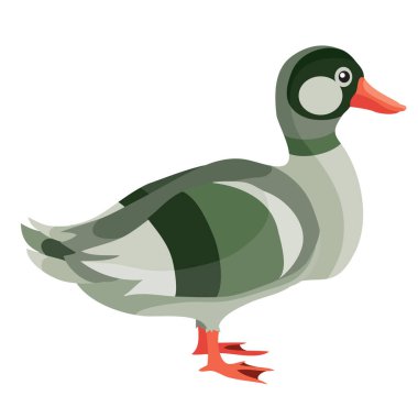 Çiftlikten ördek ya da Drake, düz, izole edilmiş beyaz arka plan, vektör illüstrasyon,
