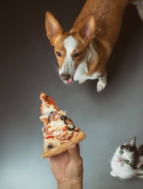 pizza beslenen kedi ve köpek