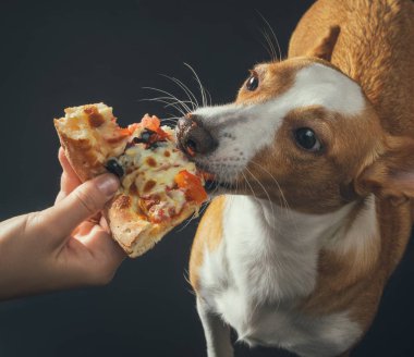 pizza beslenen kedi ve köpek