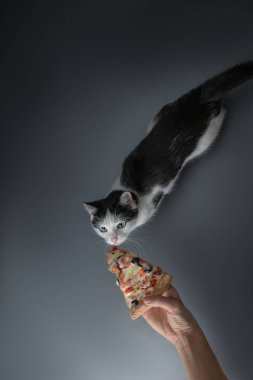pizza beslenen kedi ve köpek