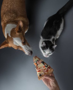 pizza beslenen kedi ve köpek