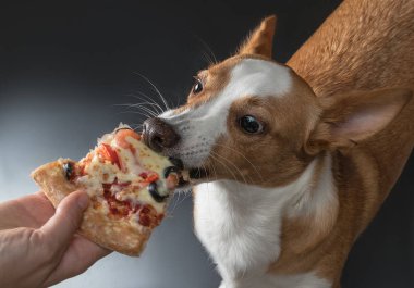 pizza beslenen kedi ve köpek