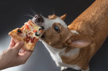 pizza beslenen kedi ve köpek