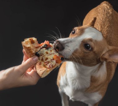 pizza beslenen kedi ve köpek