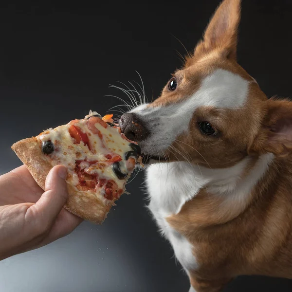 Gato Perro Alimentan Pizza — Foto de Stock