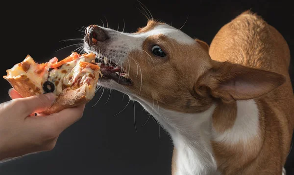Gato Perro Alimentan Pizza — Foto de Stock