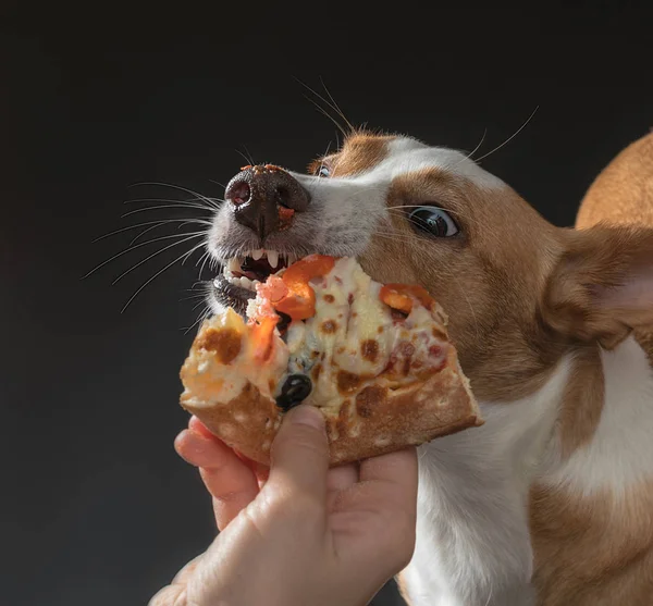 Gato Perro Alimentan Pizza — Foto de Stock