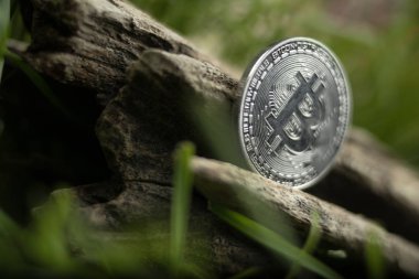 Bitcoin sikke yeşil çim arasında yaşlı bir ağaç üzerinde yatıyor