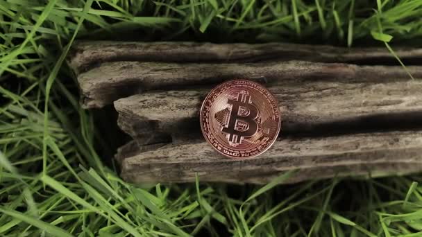 Bitcoin coin лежит на старом дереве среди зеленой травы — стоковое видео