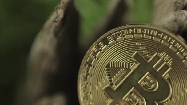 Bitcoin érme fekszik egy öreg fa között a zöld fűben — Stock videók