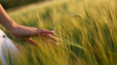 Buğday tarlasında elinde çivi tutan güzel bir yaz elbisesi giymiş bir kız.