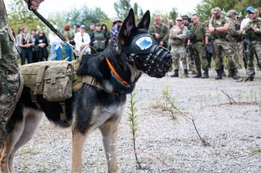 Hava yumuşaklığında dikiş gözlüklü köpek