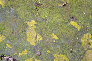 Çatlaklar, yeşil liken ve sarı lekeler ile asfalt yol desen