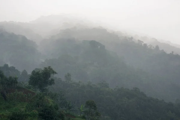 印度尼西亚巴厘 被热带森林覆盖的山丘和雨中的雾 — 图库照片