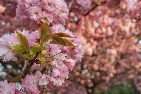 Kvetoucí Třešně Růžovými Okvětními Lístky Buergerpark Pankow Berlíně Německo — Stock fotografie