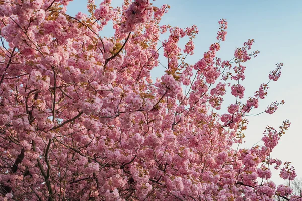 Kvetoucí Třešně Růžovými Okvětními Lístky Buergerpark Pankow Berlíně Německo — Stock fotografie