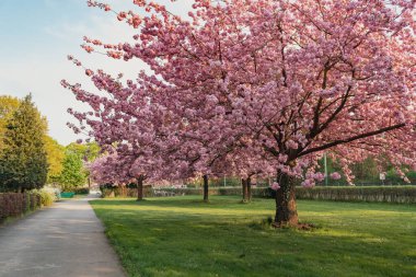 Berlin, Almanya 'daki Buergerpark Pankow' da çiçek açan, pembe yapraklı kiraz ağaçları