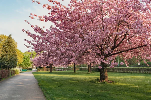 Cerezos Florecientes Con Pétalos Rosados Buergerpark Pankow Berlín Alemania —  Fotos de Stock