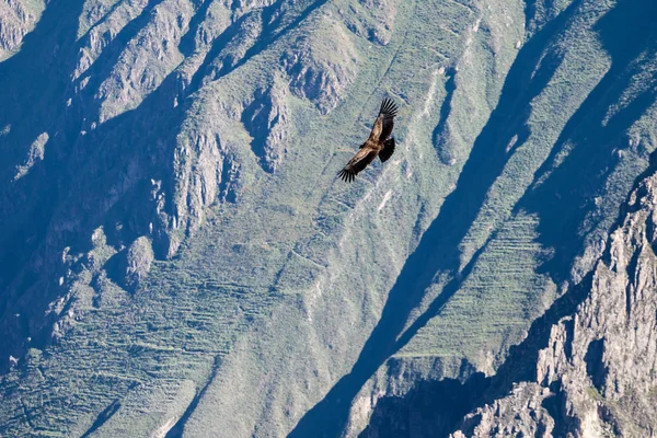 Condor Vliegt Buurt Van Cruz Del Condor Gezichtspunt Colca Canyon — Stockfoto