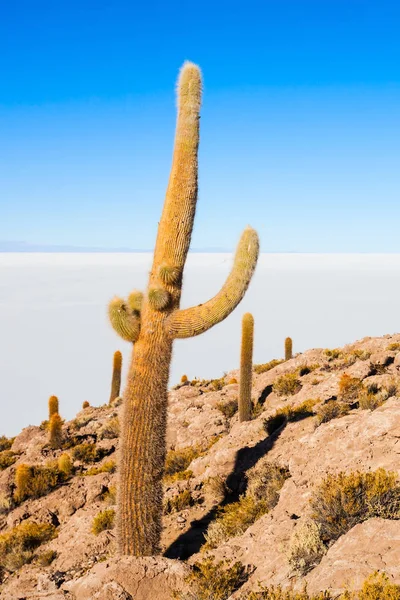 View Cactus Covering Island Incahuasi Uyuni Salt Flats Bolivia — Stock Photo, Image