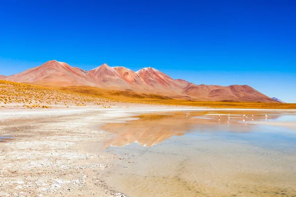 Laguna Canapa Lago Salado Altiplano Bolivia — Foto de Stock