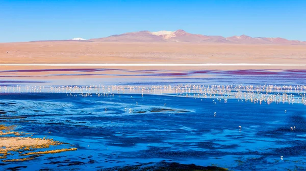 Laguna Colorada Lago Rojo Lago Más Hermoso Altiplano Bolivia — Foto de Stock