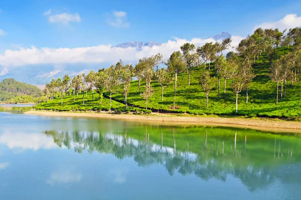 Tea Plantation Munnar City India — Stock Photo, Image