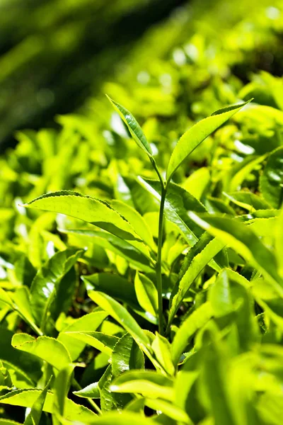 インドでムンナール市付近の茶畑 — ストック写真