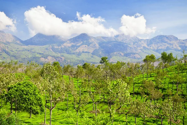 Tea Ültetvény Közelében Munnar India — Stock Fotó