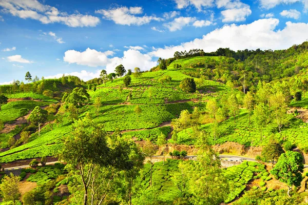 Thee Plantage Buurt Van Stad Munnar India — Stockfoto