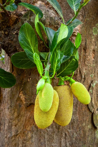 Albero Jackfruit con frutti maturi — Foto Stock