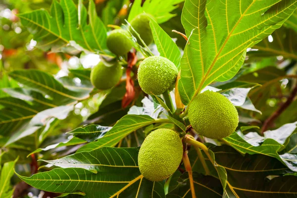 亚洲面包树上的水果 — 图库照片